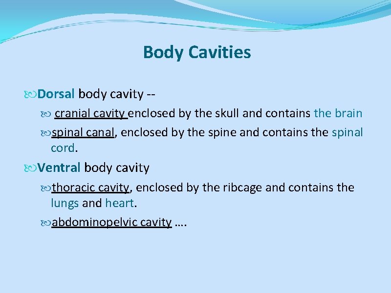 Body Cavities Dorsal body cavity - cranial cavity enclosed by the skull and contains