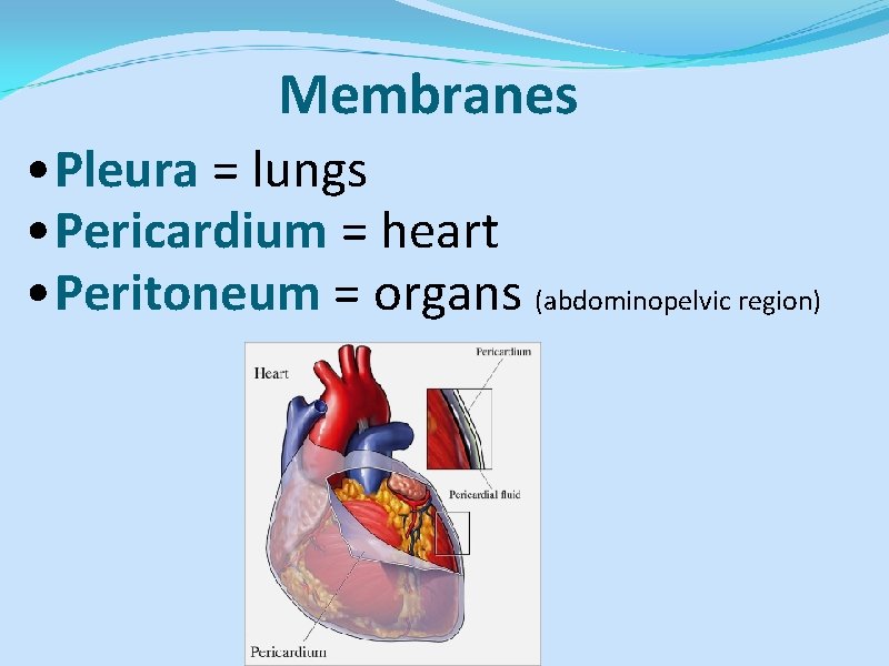 Membranes • Pleura = lungs • Pericardium = heart • Peritoneum = organs (abdominopelvic