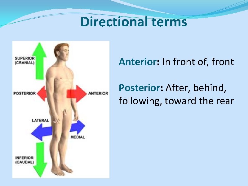 Directional terms Anterior: In front of, front Posterior: After, behind, following, toward the rear