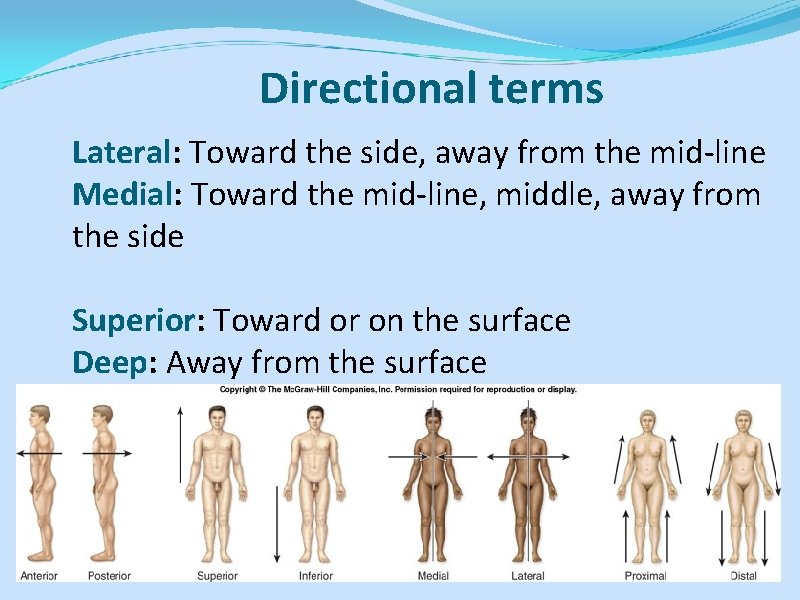 Directional terms Lateral: Toward the side, away from the mid-line Medial: Toward the mid-line,