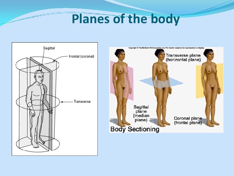 Planes of the body 