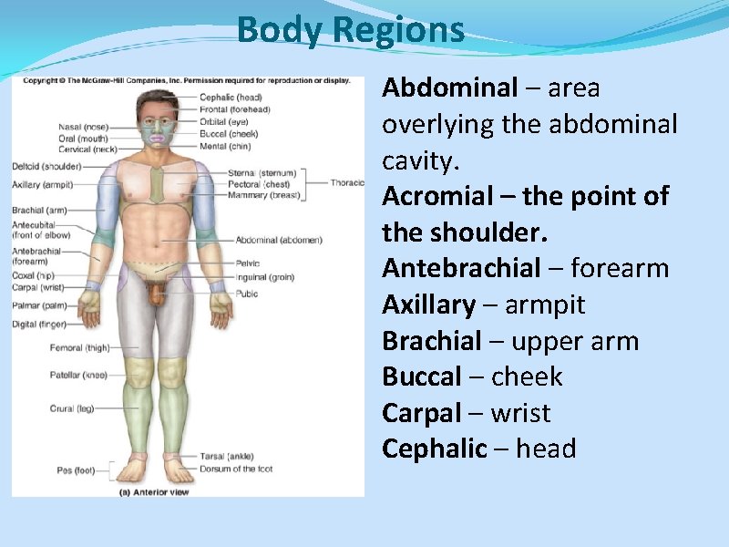 Body Regions Abdominal – area overlying the abdominal cavity. Acromial – the point of