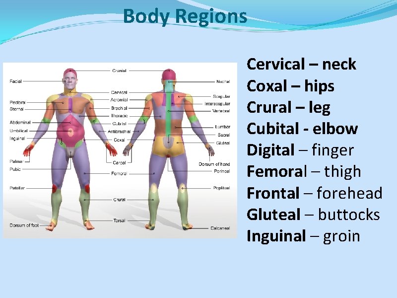 Body Regions Cervical – neck Coxal – hips Crural – leg Cubital - elbow