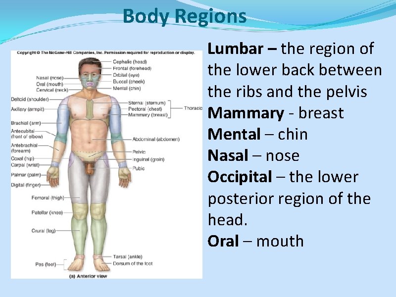 Body Regions Lumbar – the region of the lower back between the ribs and