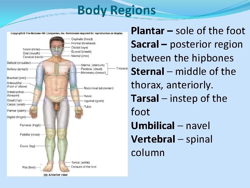 Body Regions Plantar – sole of the foot Sacral – posterior region between the