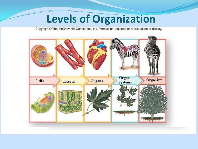 Levels of Organization 