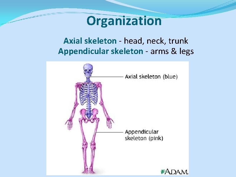 Organization Axial skeleton - head, neck, trunk Appendicular skeleton - arms & legs 