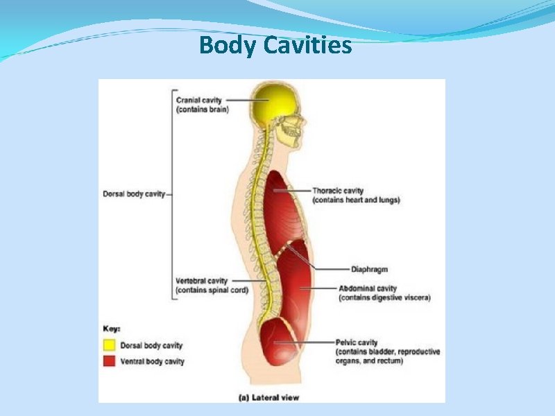 Body Cavities 