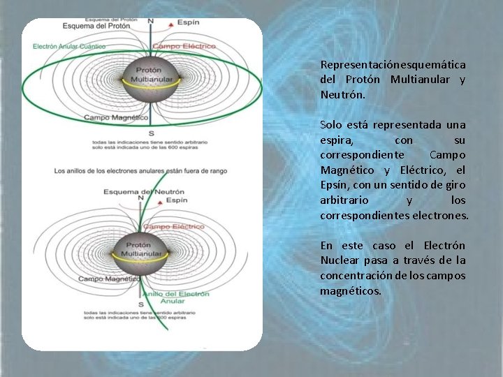 Representación esquemática del Protón Multianular y Neutrón. Solo está representada una espira, con su