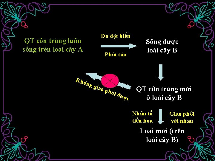 Do đột biến QT côn trùng luôn sống trên loài cây A Khô Phát