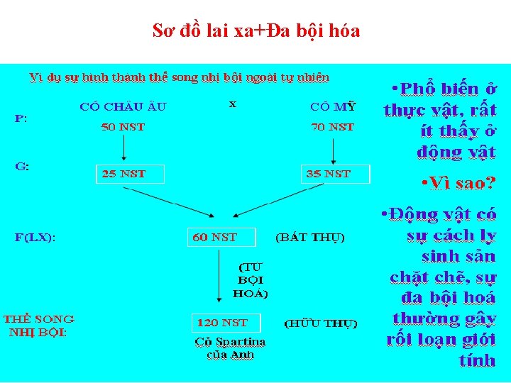 Sơ đồ lai xa+Đa bội hóa 