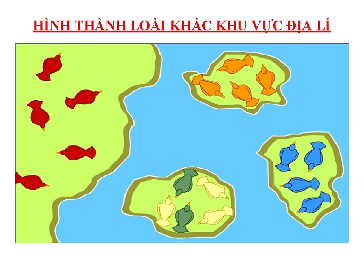 HÌNH THÀNH LOÀI KHÁC KHU VỰC ĐỊA LÍ 