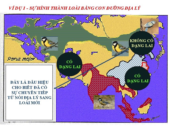 VÍ DỤ 1 - SỰ HÌNH THÀNH LOÀI BẰNG CON ĐƯỜNG ĐỊA LÝ KHÔNG