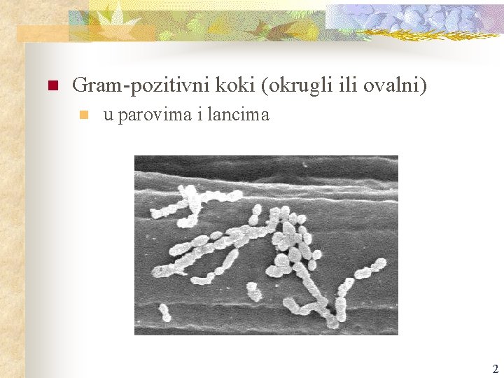 n Gram-pozitivni koki (okrugli ili ovalni) n u parovima i lancima 2 