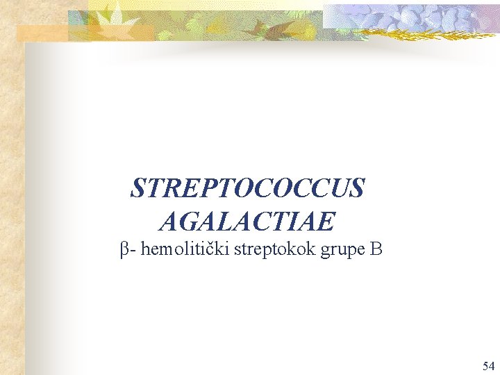 STREPTOCOCCUS AGALACTIAE β- hemolitički streptokok grupe B 54 