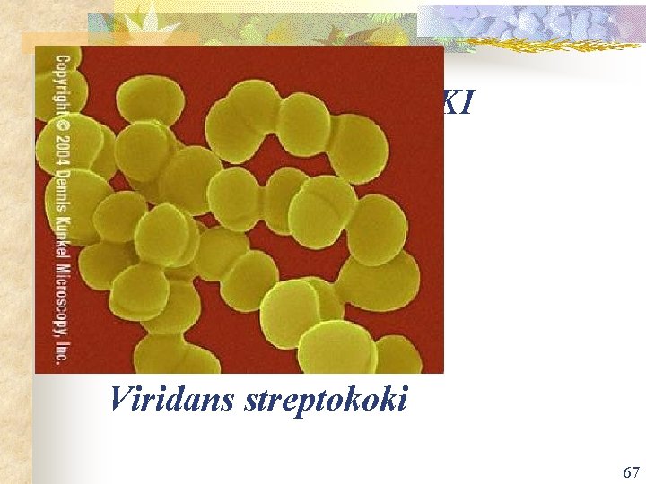 VIRIDANS STREPTOKOKI (STREPTOKOKI SKUPNE MITIS) Viridans streptokoki 67 