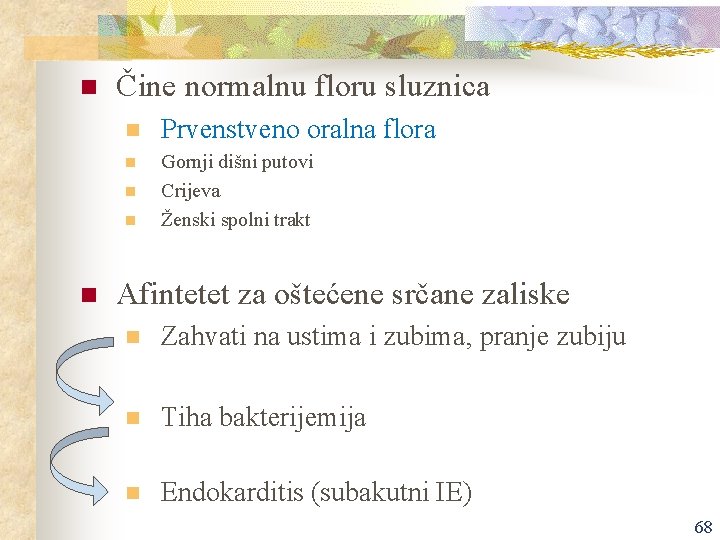 n Čine normalnu floru sluznica n Prvenstveno oralna flora n Gornji dišni putovi Crijeva