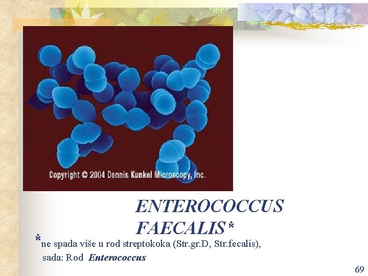 ENTEROCOCCUS FAECALIS* *ne spada više u rod streptokoka (Str. gr. D, Str. fecalis), sada: