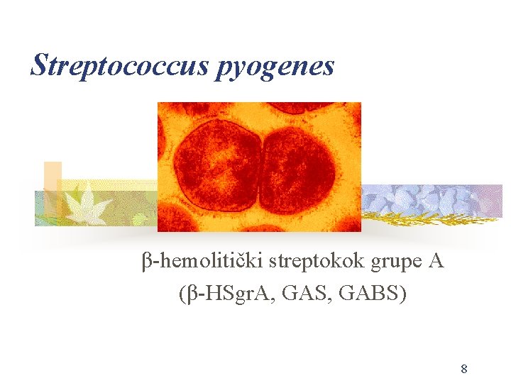 Streptococcus pyogenes β-hemolitički streptokok grupe A (β-HSgr. A, GAS, GABS) 8 