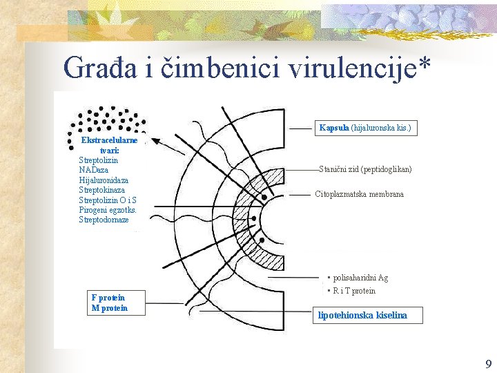 Građa i čimbenici virulencije* n Kapsula (hijaluronska kis. ) Ekstracelularne tvari: Streptolizin NADaza Hijaluronidaza