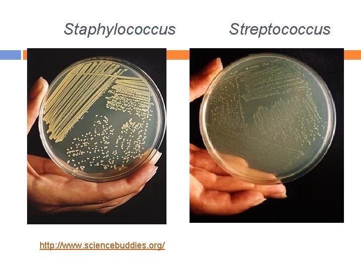 Staphylococcus http: //www. sciencebuddies. org/ Streptococcus 