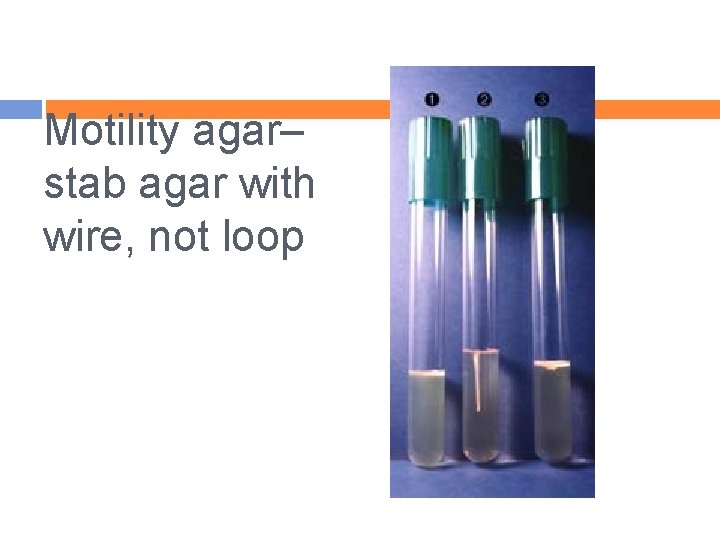 Motility agar– stab agar with wire, not loop 