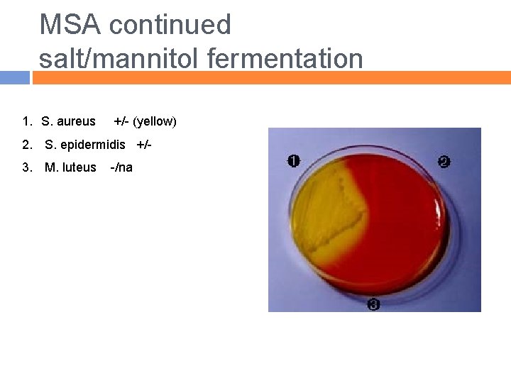 MSA continued salt/mannitol fermentation 1. S. aureus +/- (yellow) 2. S. epidermidis +/- 3.