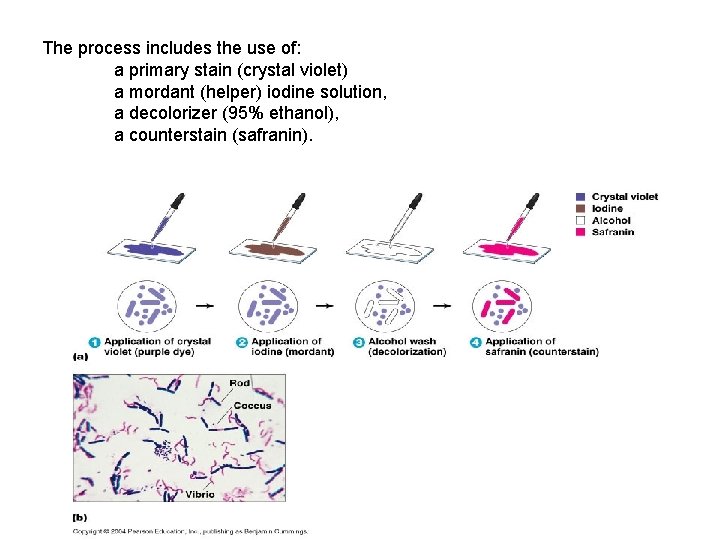 The process includes the use of: a primary stain (crystal violet) a mordant (helper)