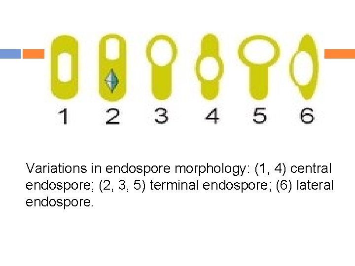 Variations in endospore morphology: (1, 4) central endospore; (2, 3, 5) terminal endospore; (6)