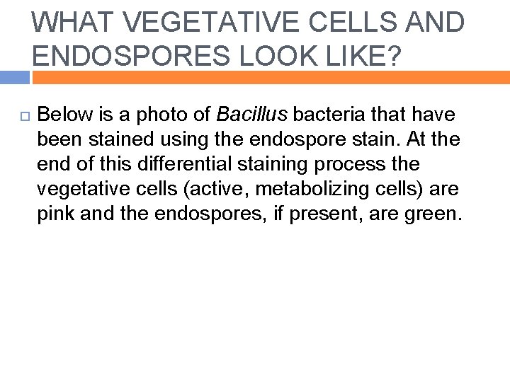 WHAT VEGETATIVE CELLS AND ENDOSPORES LOOK LIKE? Below is a photo of Bacillus bacteria