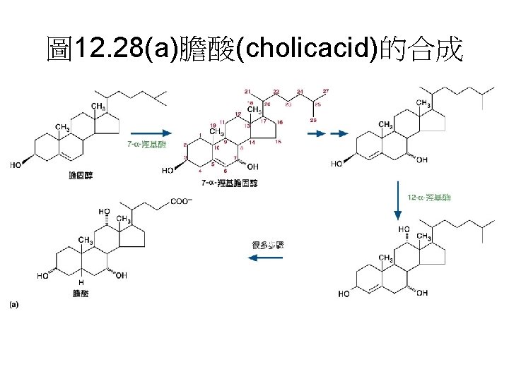 圖 12. 28(a)膽酸(cholicacid)的合成 