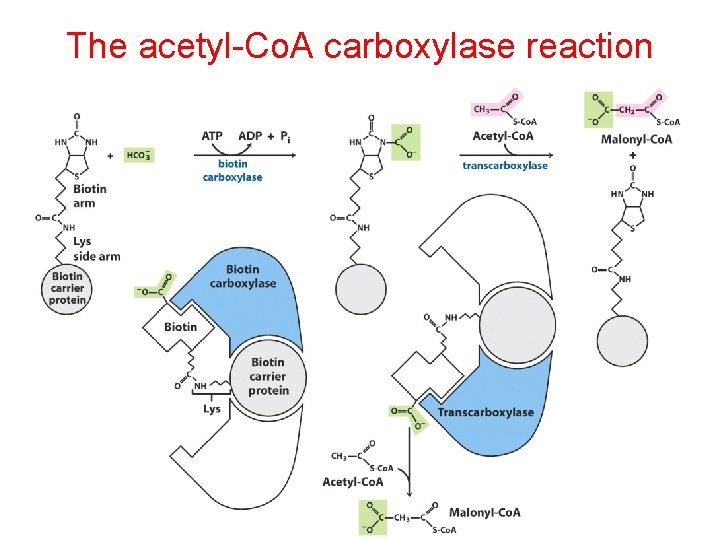 The acetyl-Co. A carboxylase reaction 