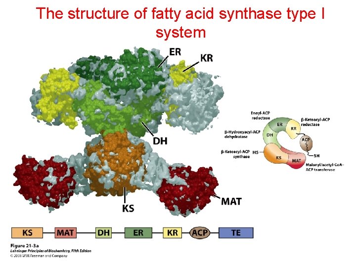 The structure of fatty acid synthase type I system 