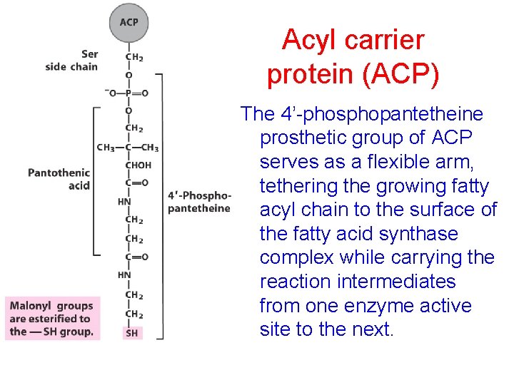 Acyl carrier protein (ACP) The 4’-phosphopantetheine prosthetic group of ACP serves as a flexible