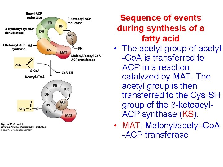 Sequence of events during synthesis of a fatty acid • The acetyl group of