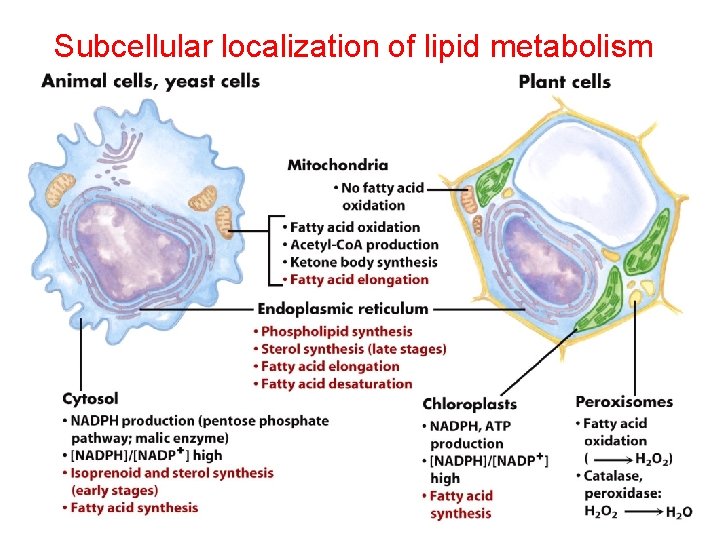 Subcellular localization of lipid metabolism 