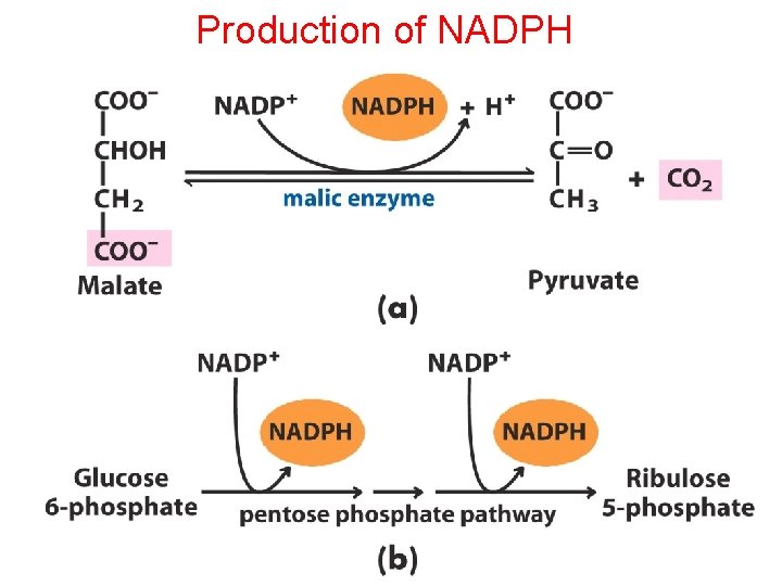 Production of NADPH 