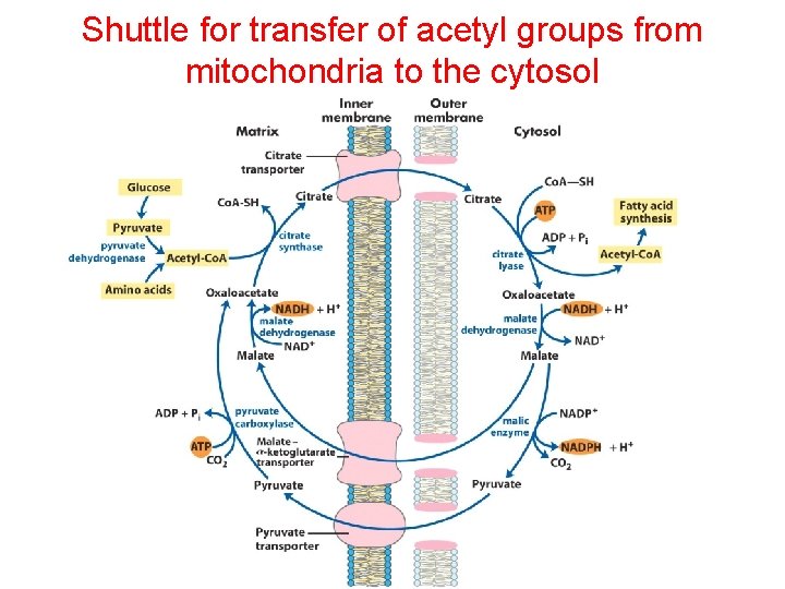 Shuttle for transfer of acetyl groups from mitochondria to the cytosol 