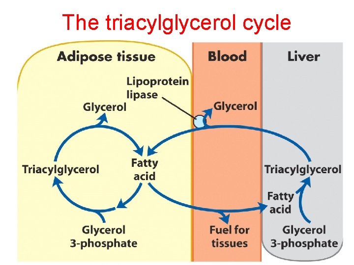 The triacylglycerol cycle 
