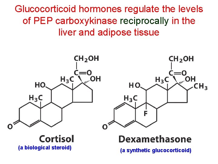 Glucocorticoid hormones regulate the levels of PEP carboxykinase reciprocally in the liver and adipose