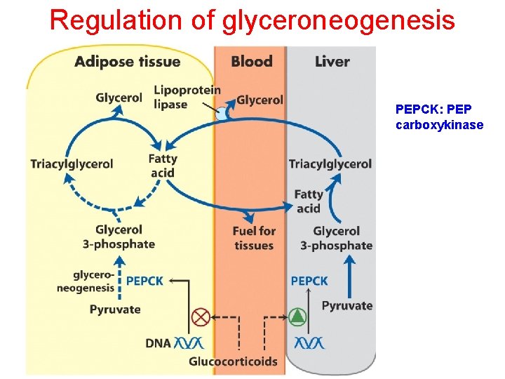 Regulation of glyceroneogenesis PEPCK: PEP carboxykinase 