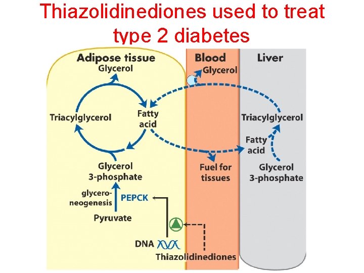 Thiazolidinediones used to treat type 2 diabetes 