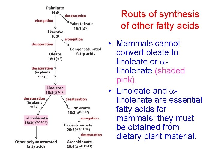 Routs of synthesis of other fatty acids • Mammals cannot convert oleate to linoleate