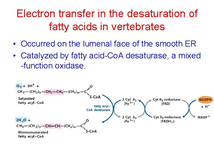 Electron transfer in the desaturation of fatty acids in vertebrates • Occurred on the