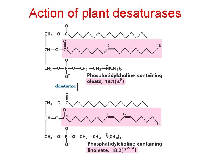 Action of plant desaturases 