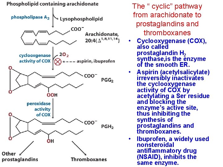 The “ cyclic” pathway from arachidonate to prostaglandins and thromboxanes • Cyclooxygenase (COX), also