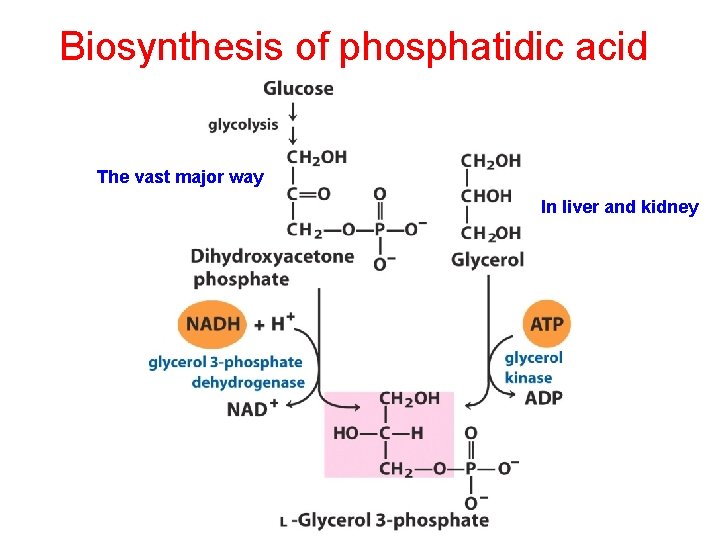 Biosynthesis of phosphatidic acid The vast major way In liver and kidney 