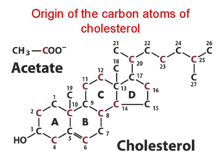 Origin of the carbon atoms of cholesterol 