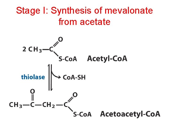 Stage I: Synthesis of mevalonate from acetate 