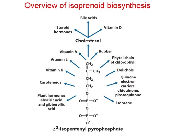 Overview of isoprenoid biosynthesis 